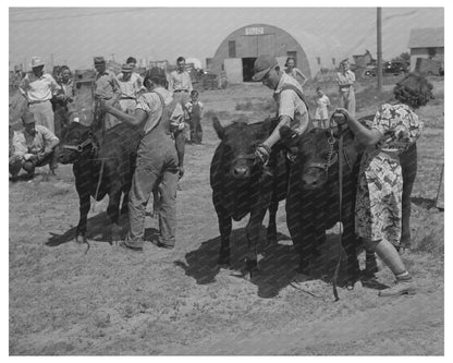 1939 4-H Fair Prize Bulls Sublette Kansas Agriculture Scene