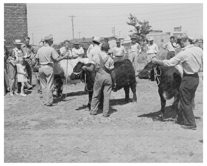 Yearling Bulls at 4-H Club Fair Sublette Kansas 1939