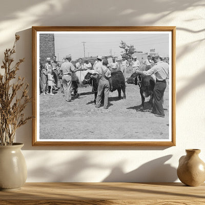 Yearling Bulls at 4-H Club Fair Sublette Kansas 1939