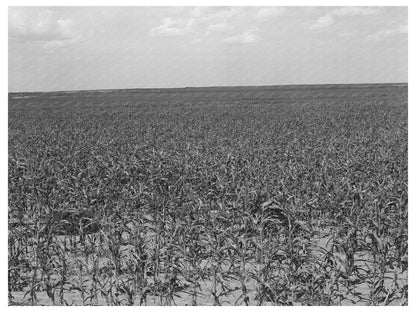 Kaffir Corn Field Baca County Colorado September 1939
