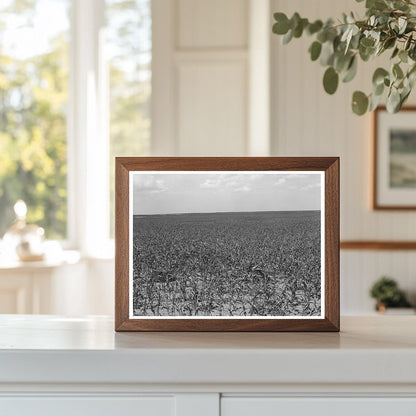 Kaffir Corn Field Baca County Colorado September 1939