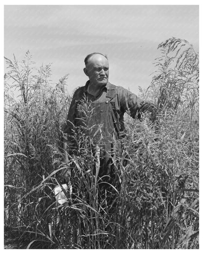 Mr. Bosley in Sudan Grass Field Baca County Colorado 1939
