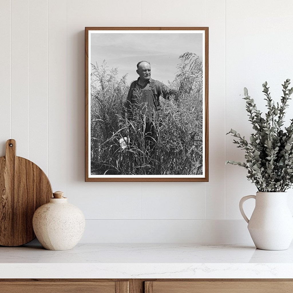 Mr. Bosley in Sudan Grass Field Baca County Colorado 1939