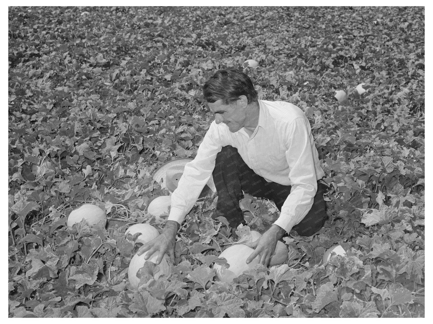 Ernest Kirk Jr. Examines Honeydew Melons in Colorado 1939
