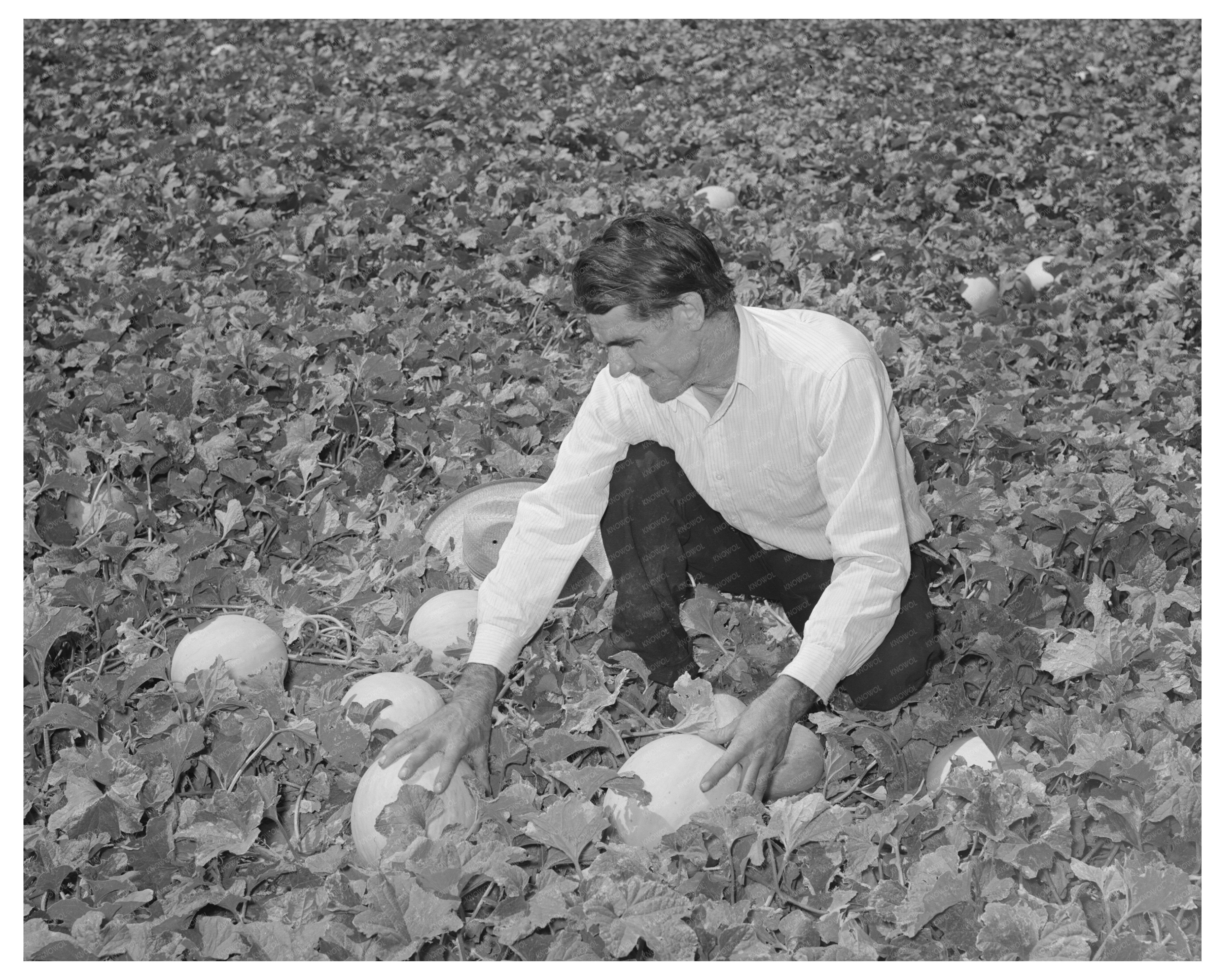 Ernest W. Kirk Jr. Examines Honeydew Melons 1939