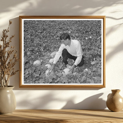 Ernest W. Kirk Jr. Examines Honeydew Melons 1939