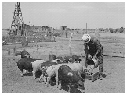 Mr. Bosley Feeding Hogs on Colorado Farm September 1939