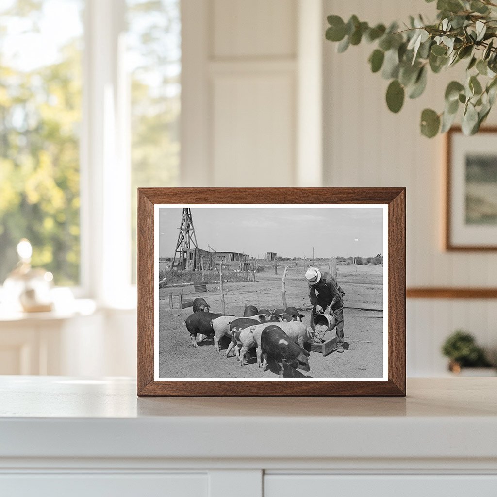 Mr. Bosley Feeding Hogs on Colorado Farm September 1939