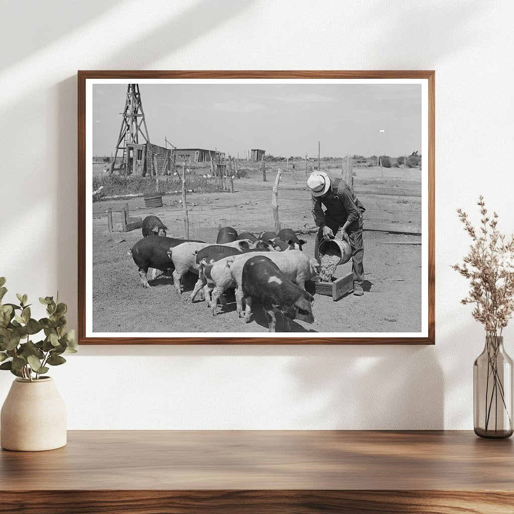 Mr. Bosley Feeding Hogs on Colorado Farm September 1939