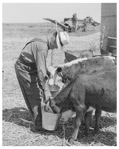 Mr. Bosley Feeding Calves Baca County Colorado 1939