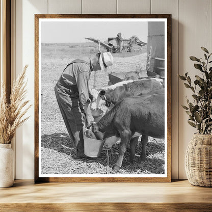 Mr. Bosley Feeding Calves Baca County Colorado 1939