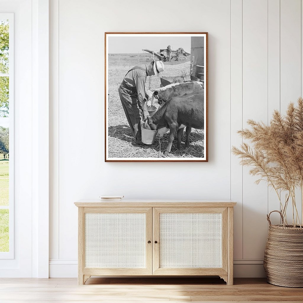 Mr. Bosley Feeding Calves Baca County Colorado 1939
