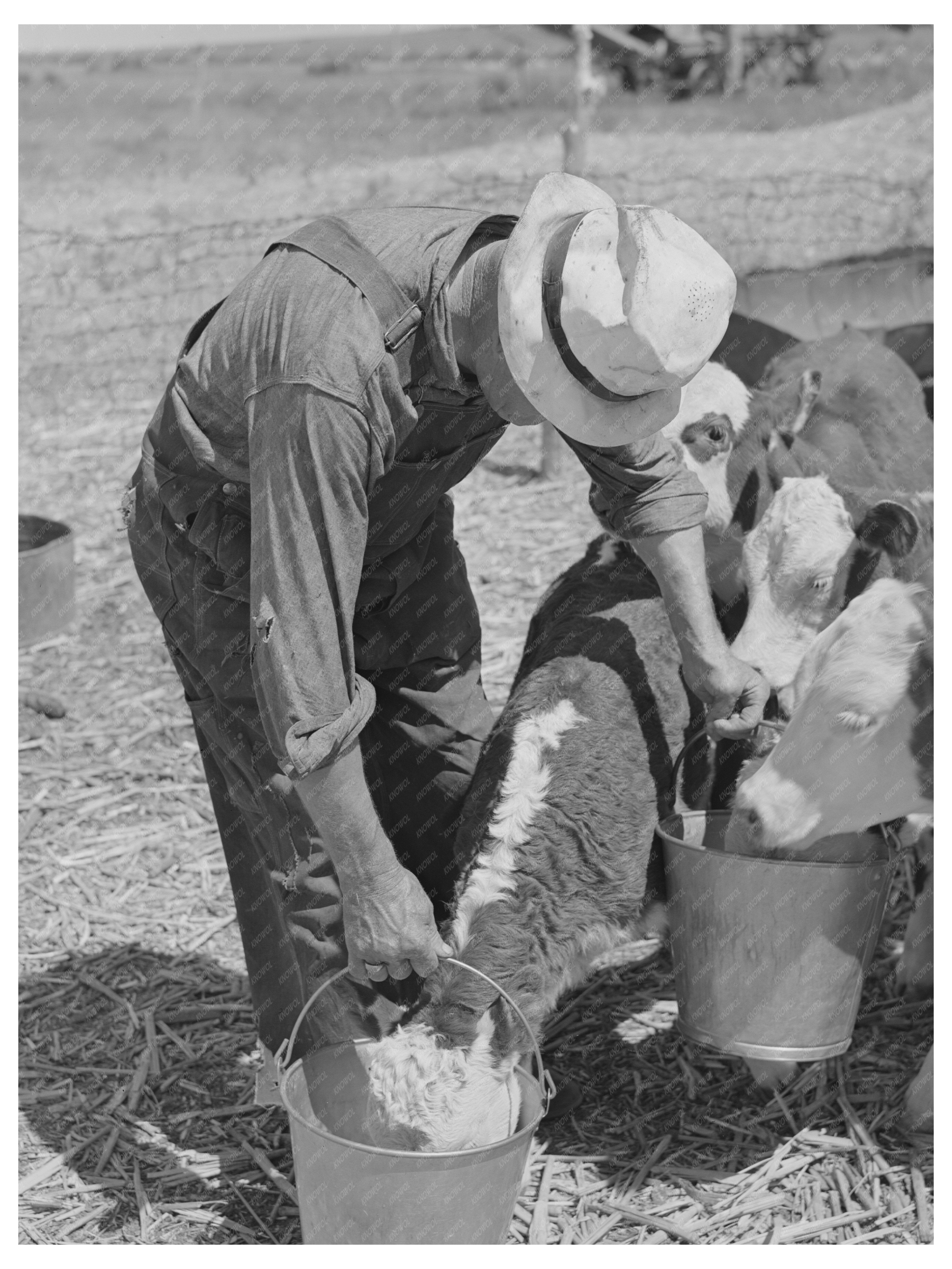 Feeding Calves in Baca County Colorado September 1939