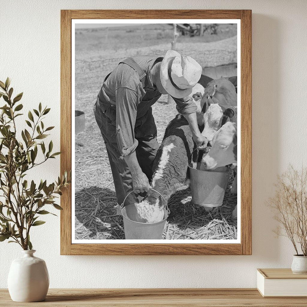 Feeding Calves in Baca County Colorado September 1939