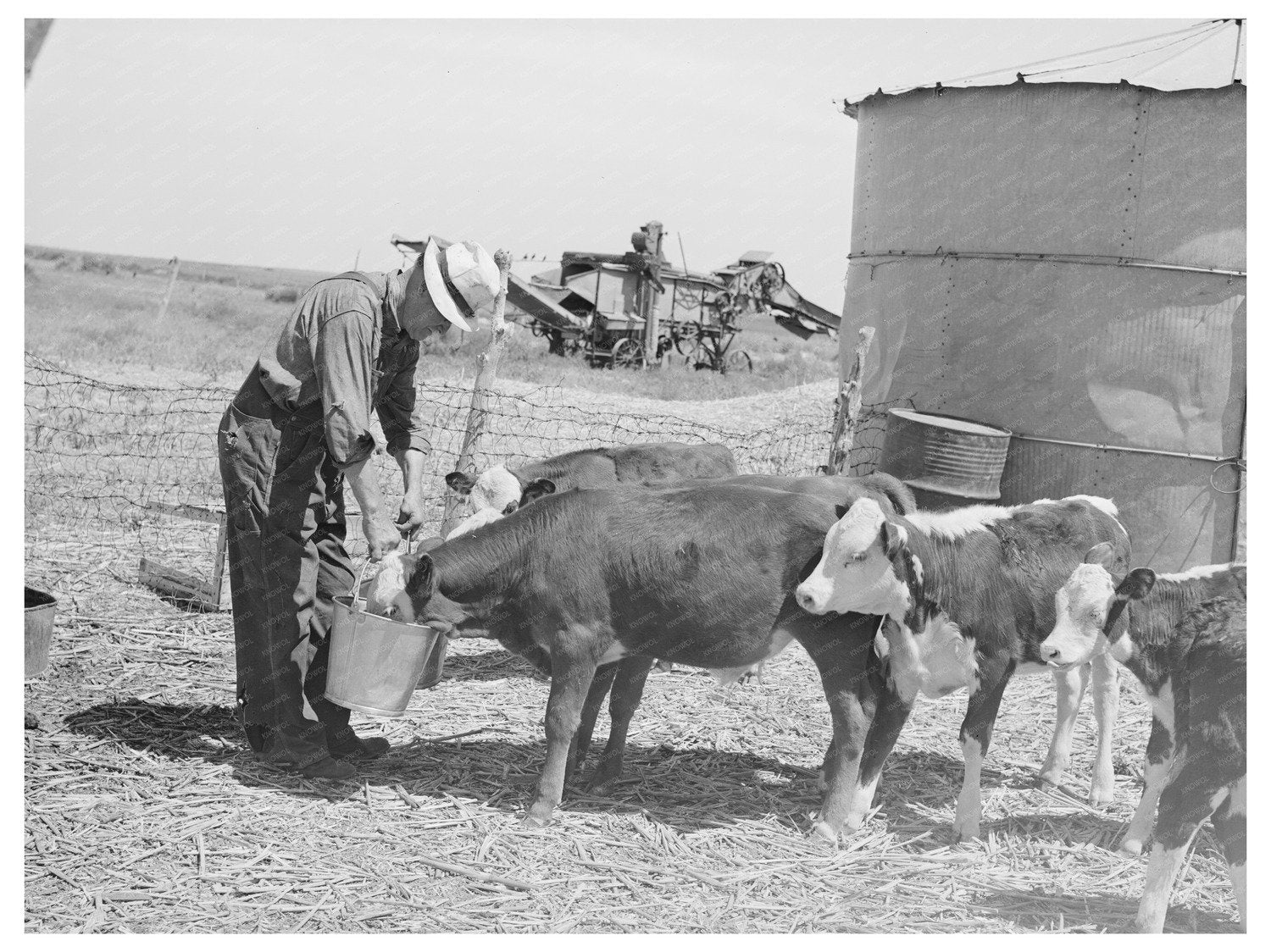 Mr. Bosley Feeding Calves in Baca County Colorado 1939