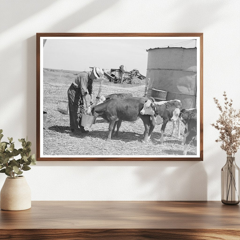 Mr. Bosley Feeding Calves in Baca County Colorado 1939