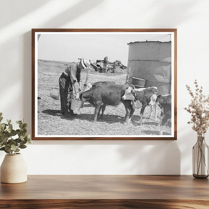 Mr. Bosley Feeding Calves in Baca County Colorado 1939