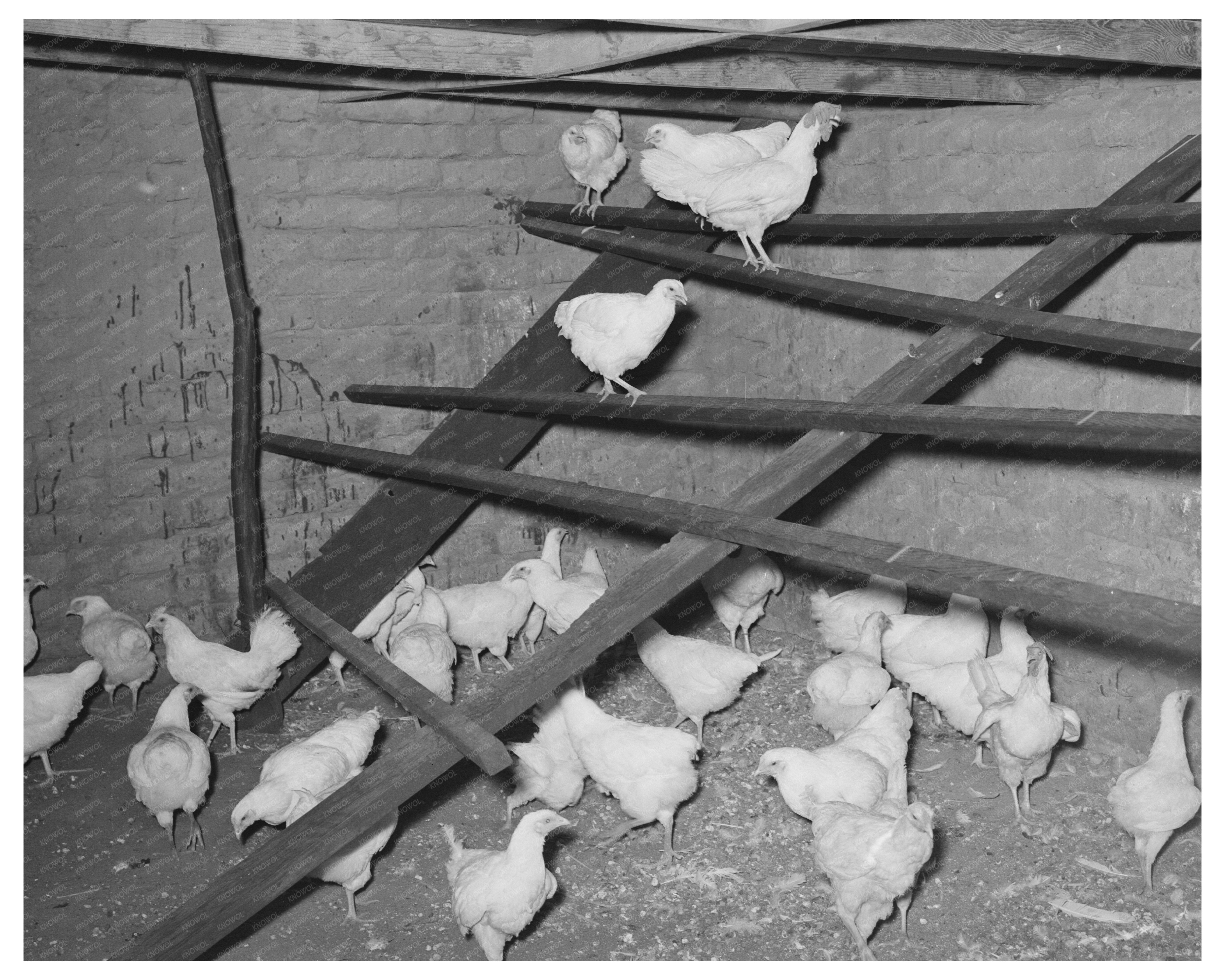 Vintage Adobe Chicken House Interior Baca County Colorado 1939