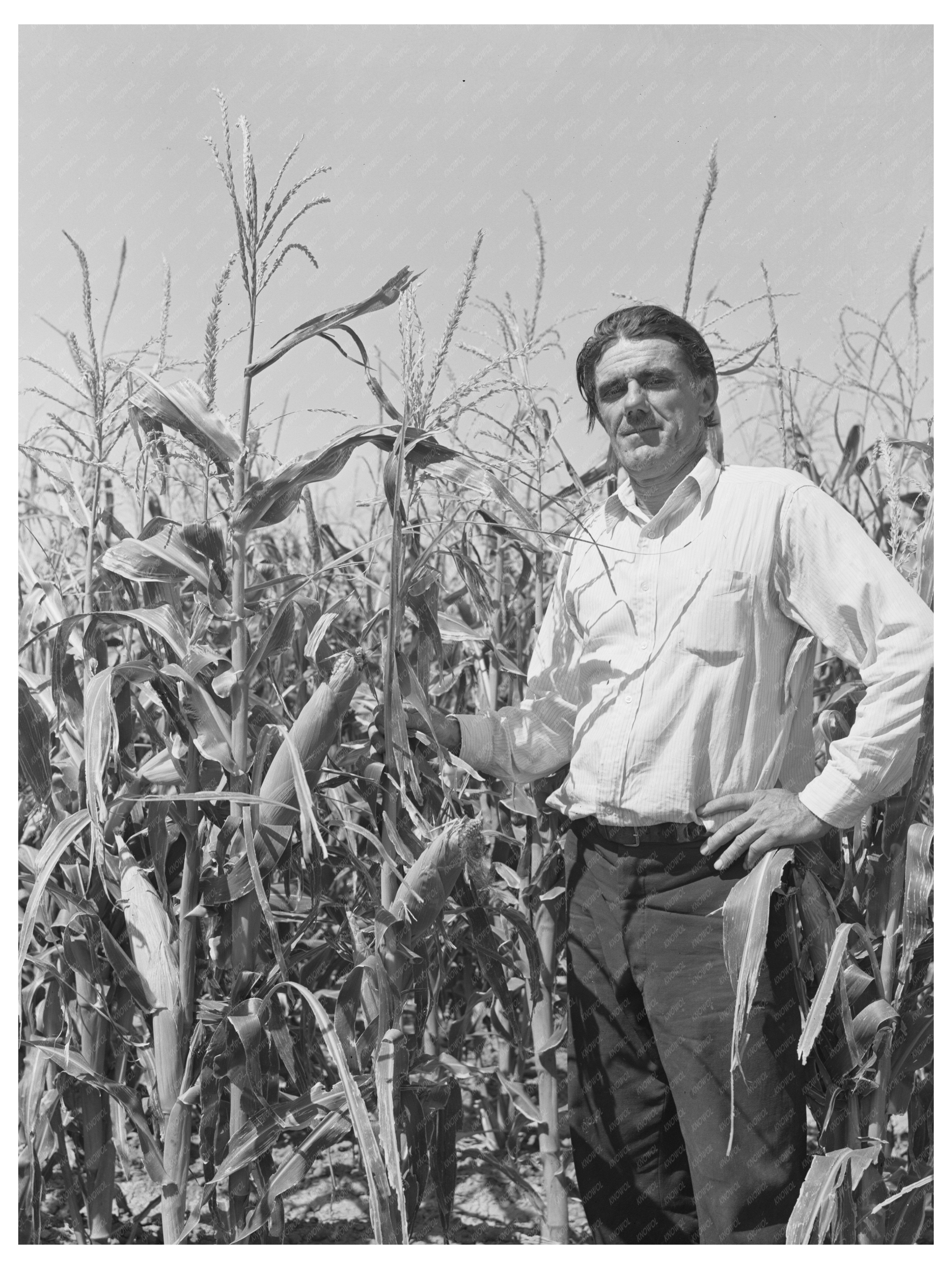 Ernest W. Kirk Jr. in Hybrid Corn Field Colorado 1939