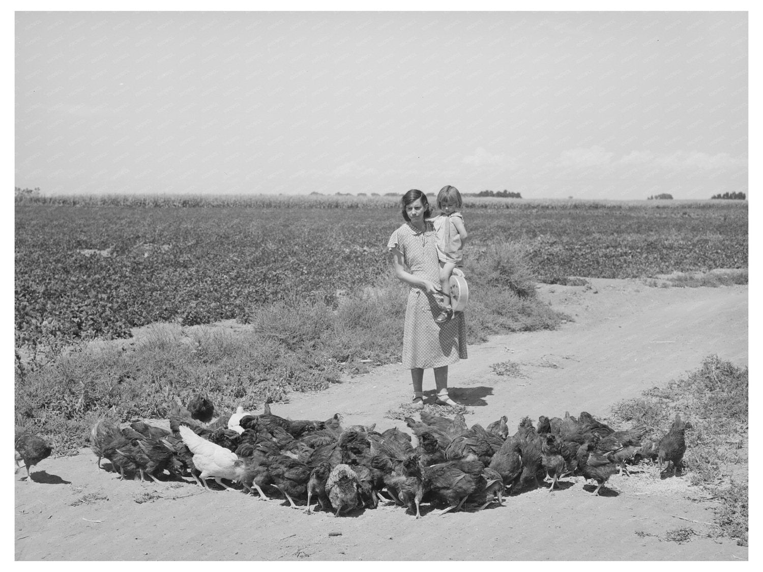 Mrs. Ernest W. Kirk Jr. Feeding Chickens Colorado 1939