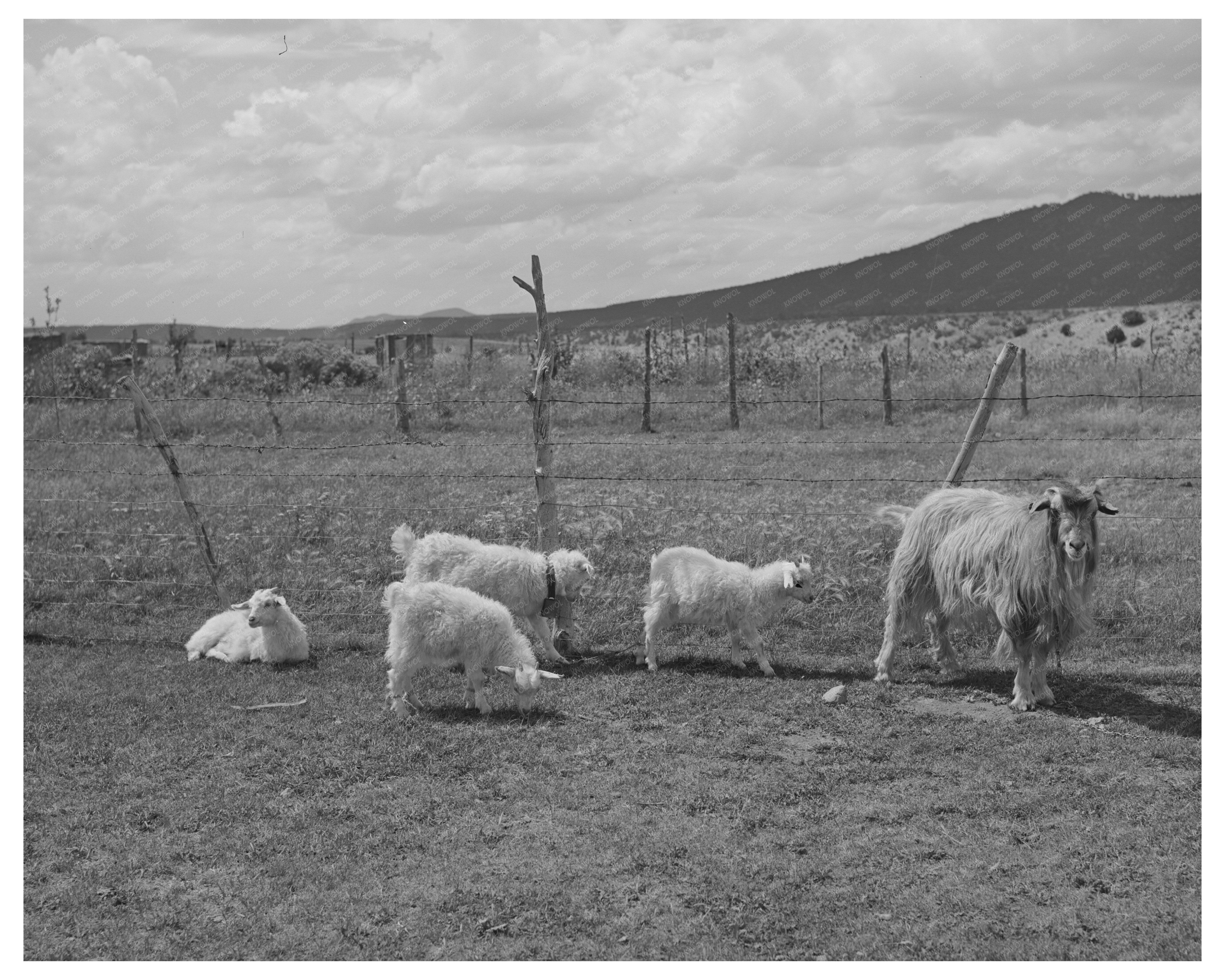 Goats on Farm near Questa New Mexico September 1939