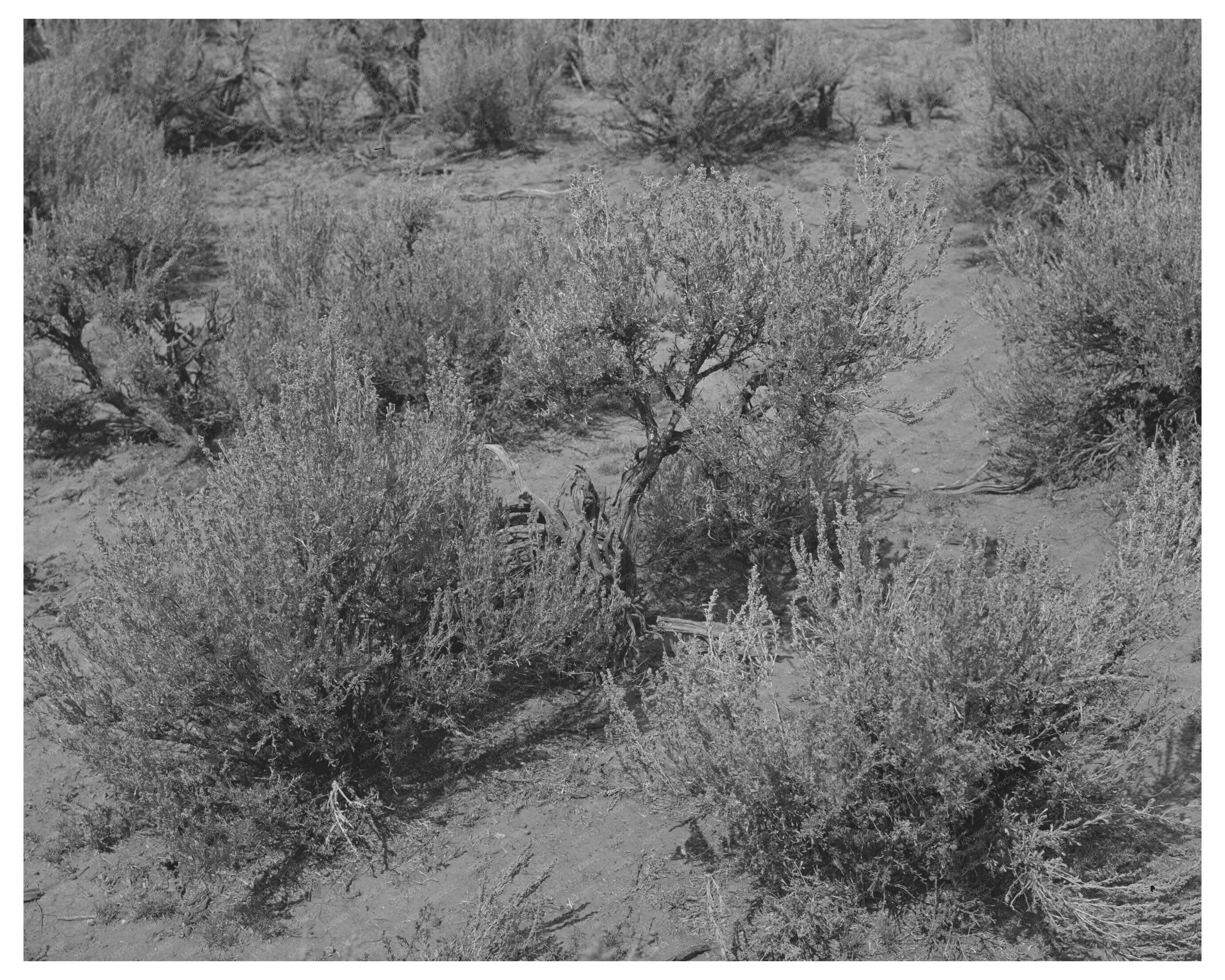 Sagebrush Landscape in Costilla New Mexico September 1939