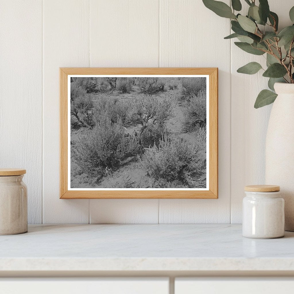 Sagebrush Landscape in Costilla New Mexico September 1939
