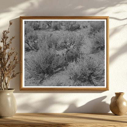 Sagebrush Landscape in Costilla New Mexico September 1939