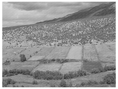 Strip Farms Along Rio Hondo Taos New Mexico 1939