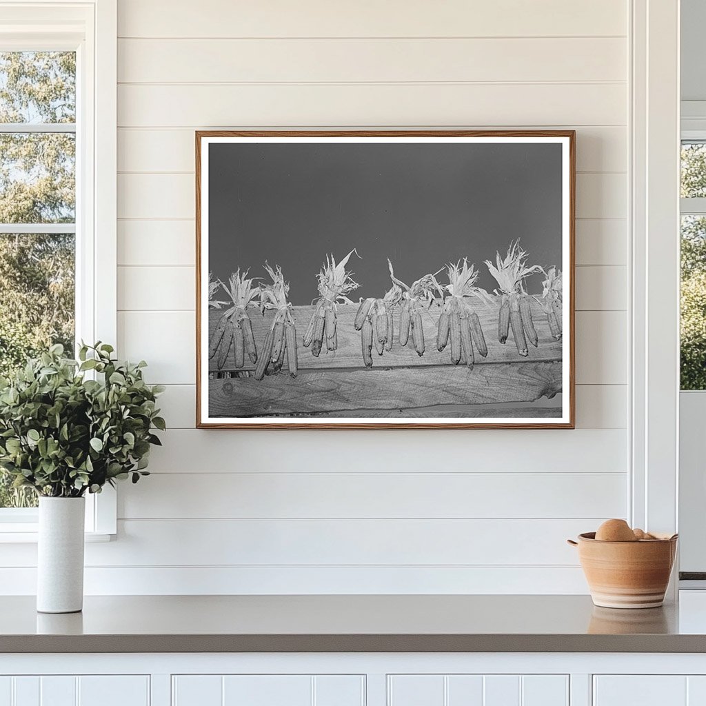 Corn Drying on Fence at Taos Farm September 1939