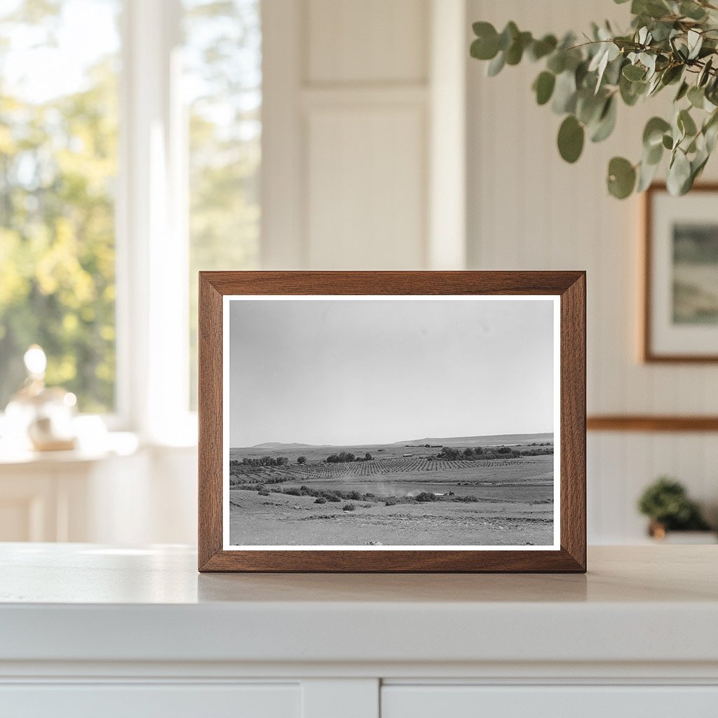 Mora River Valley Orchard September 1939 Vintage Photo