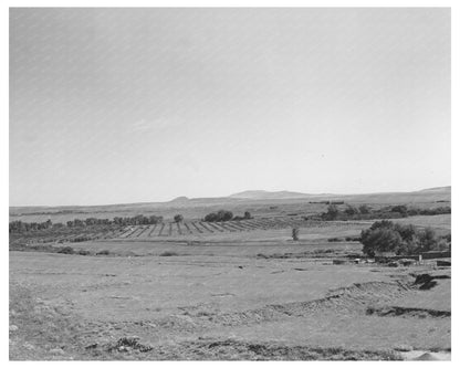 Mora River Valley Orchard September 1939