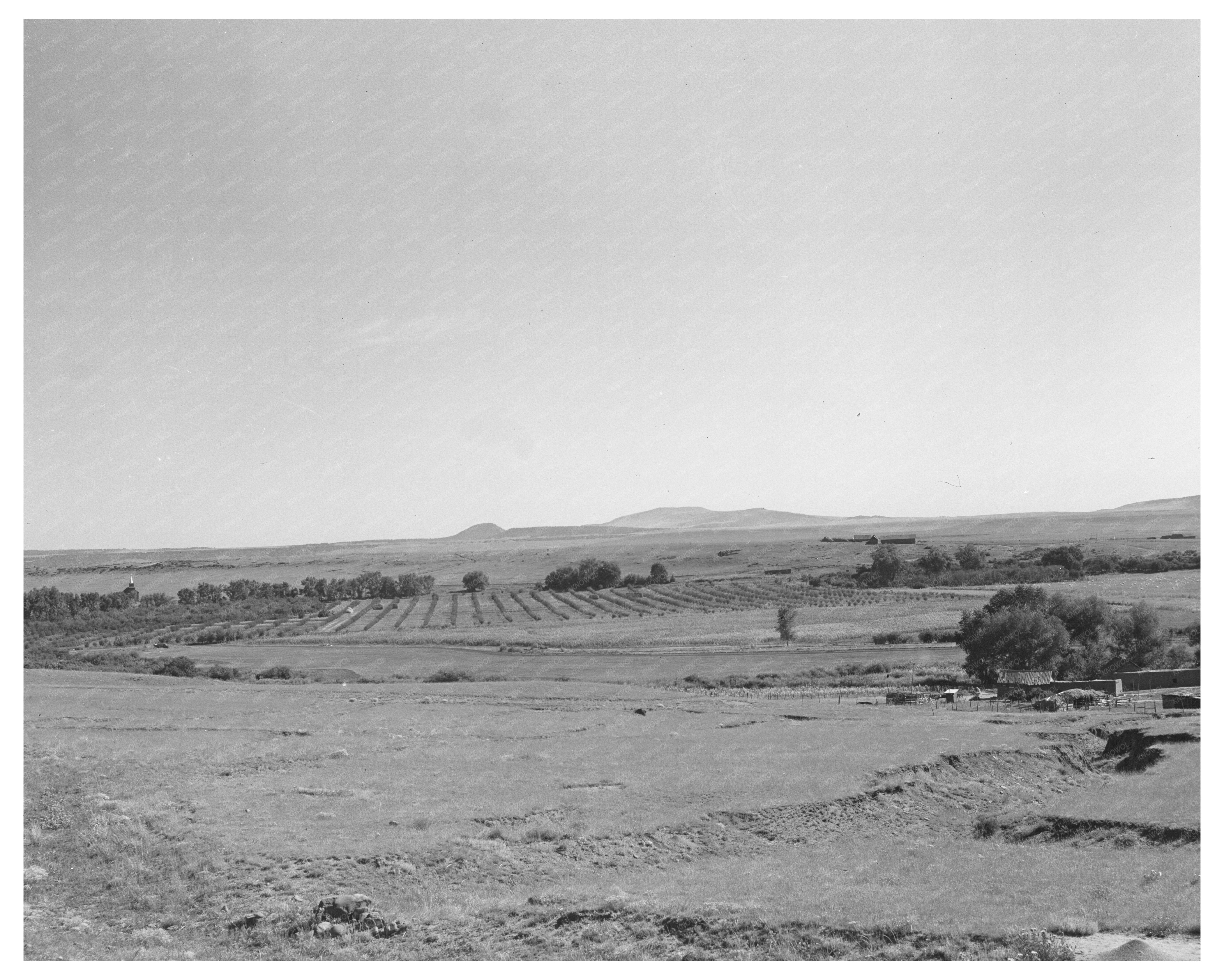 Mora River Valley Orchard September 1939