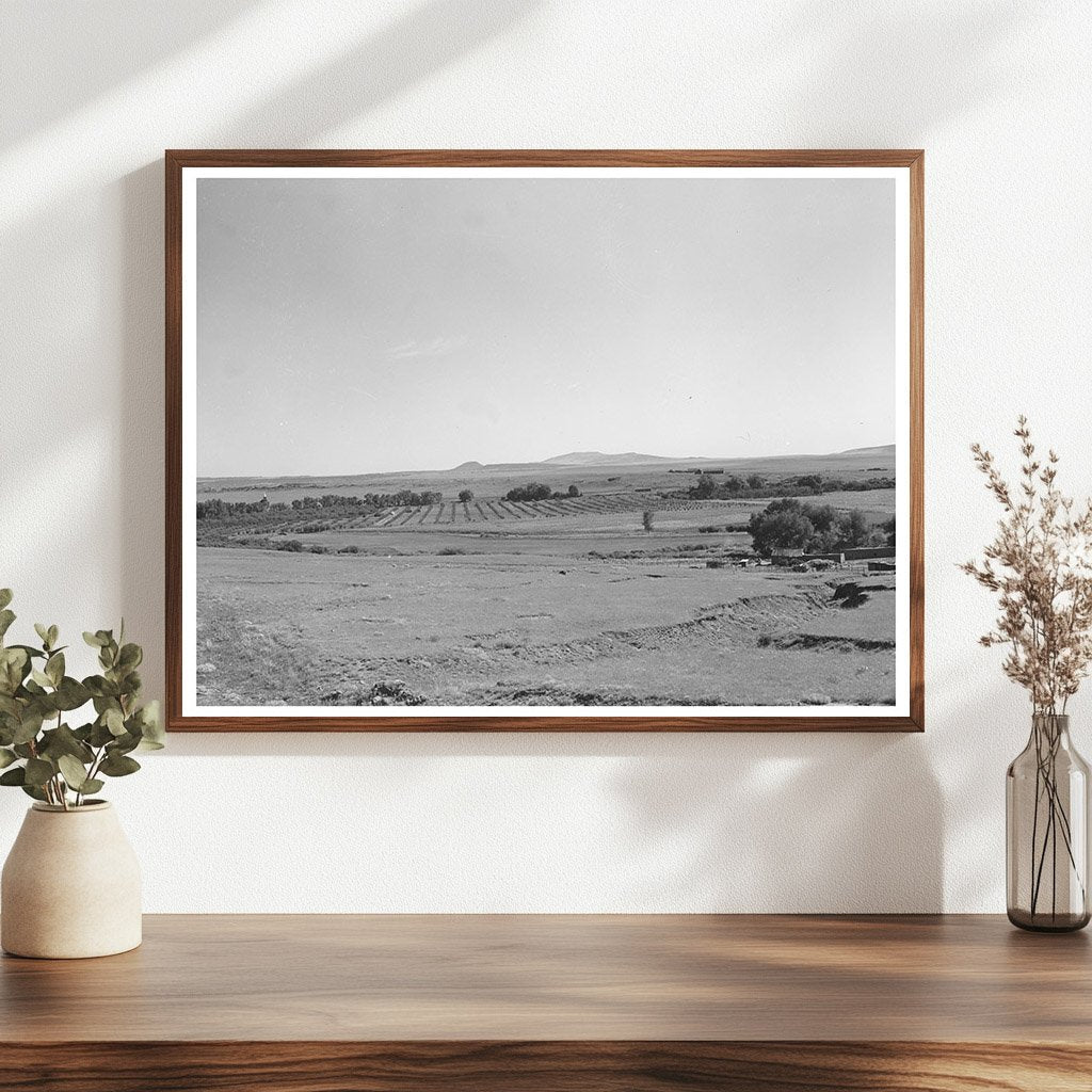 Mora River Valley Orchard September 1939 Image