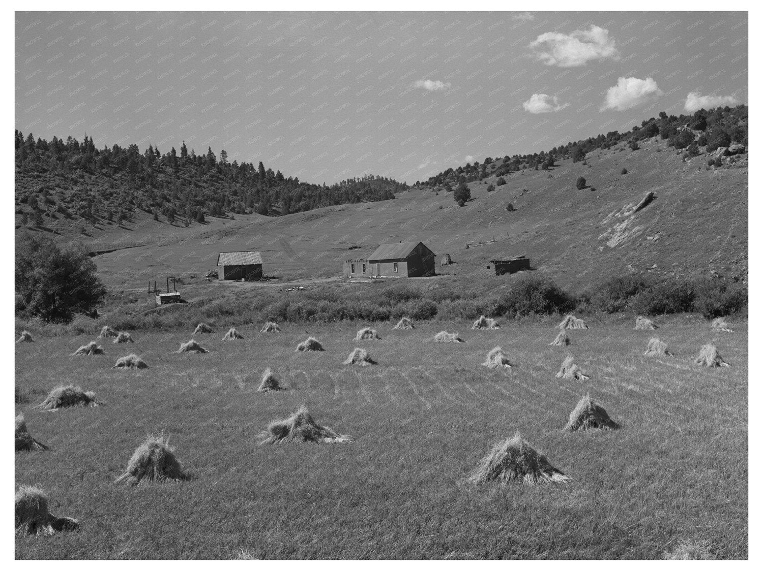 Wheat Field on Spanish-American Farm Holman New Mexico 1939