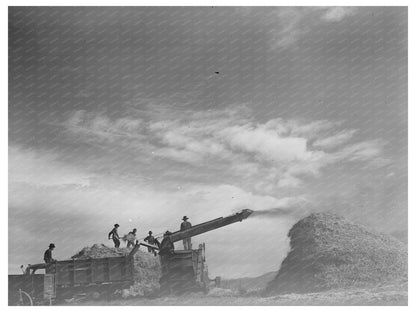 Threshing Wheat in Questa New Mexico September 1939