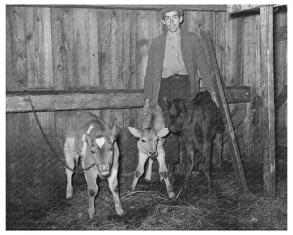 Farm Security Administration Client with Calves Vermont 1939
