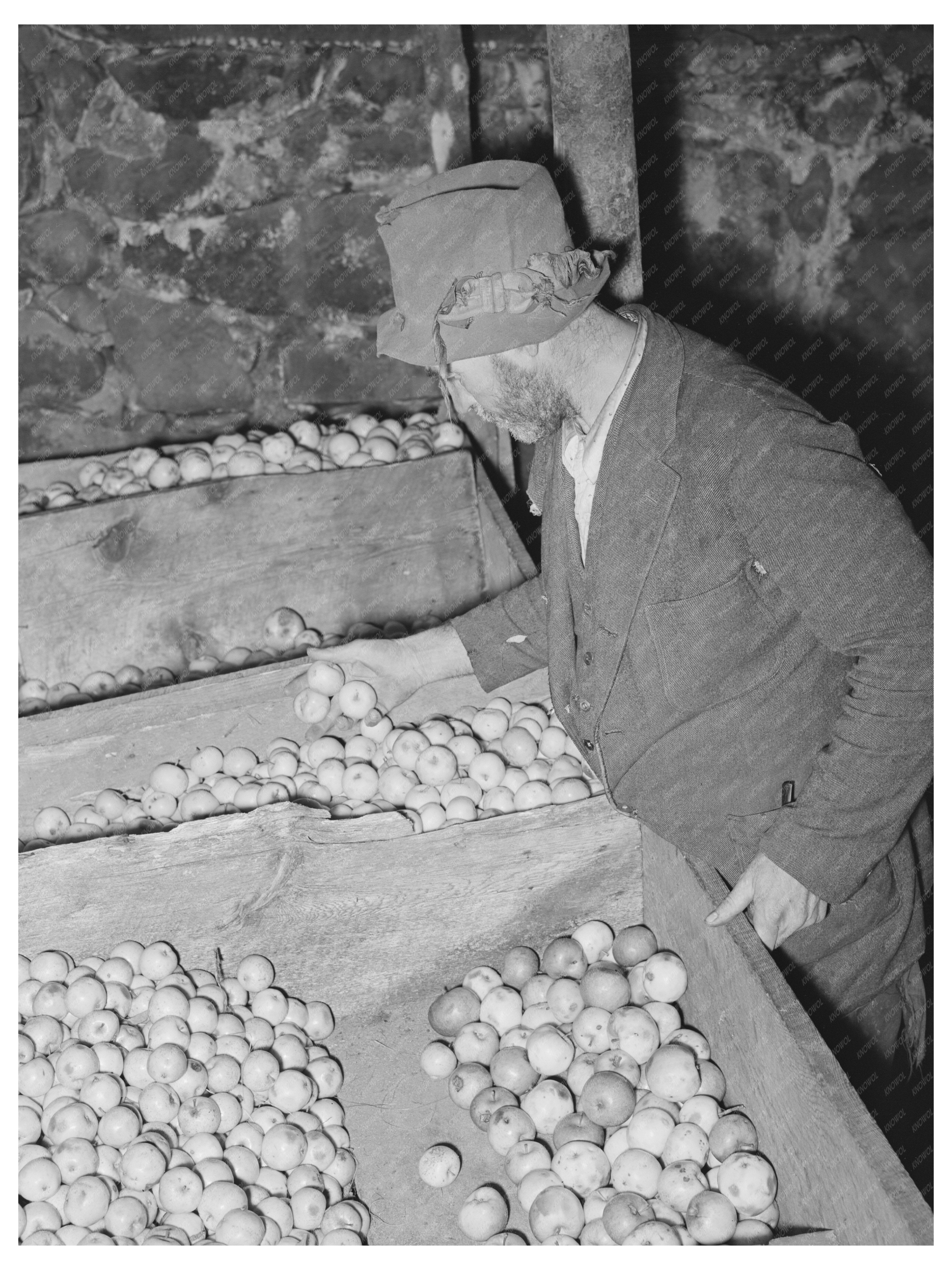 Client Examines Stored Apples in Vermont Cellar 1939