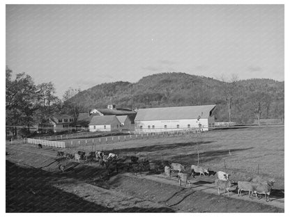 Cows Returning Home in Wallingford Vermont 1939