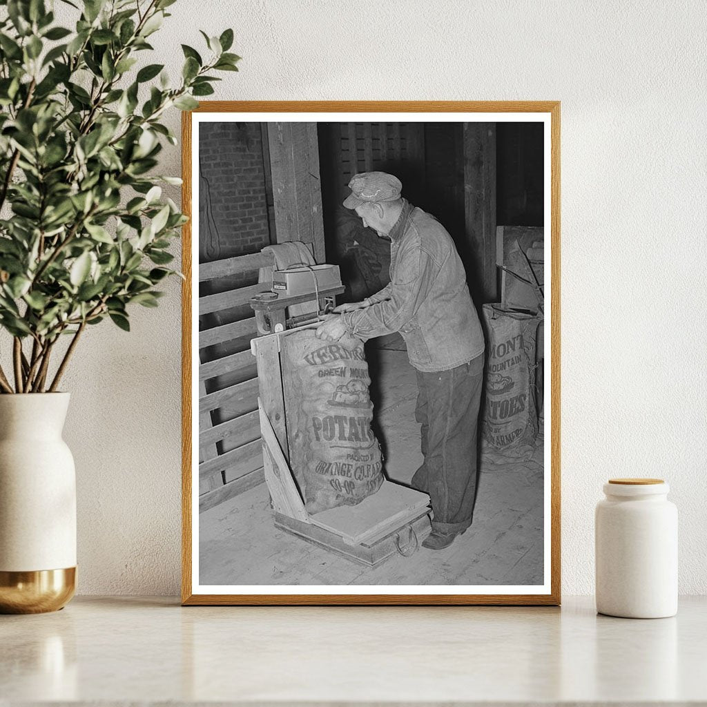 Weighing Seed Potatoes in Bradford Vermont October 1939