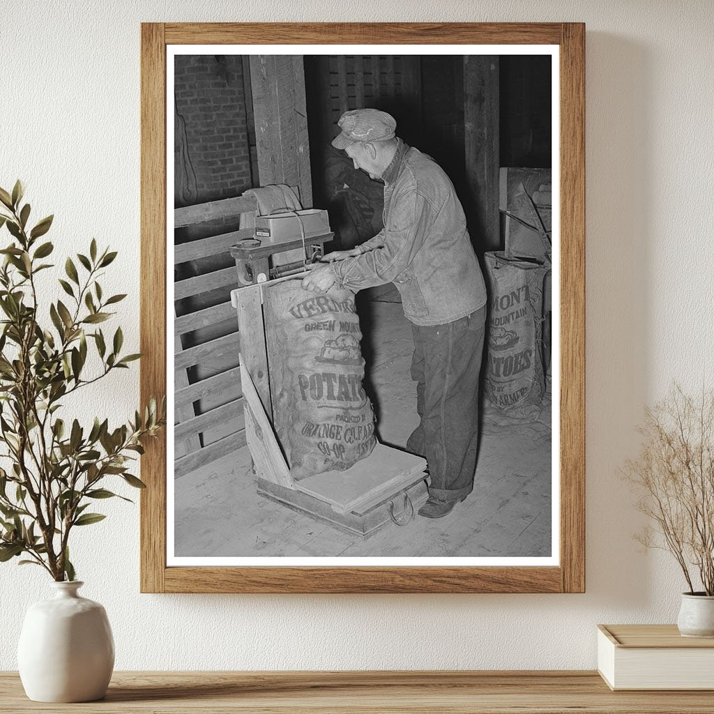 Weighing Seed Potatoes in Bradford Vermont October 1939