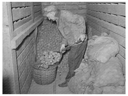 Weighing Seed Potatoes in Vermont October 1939