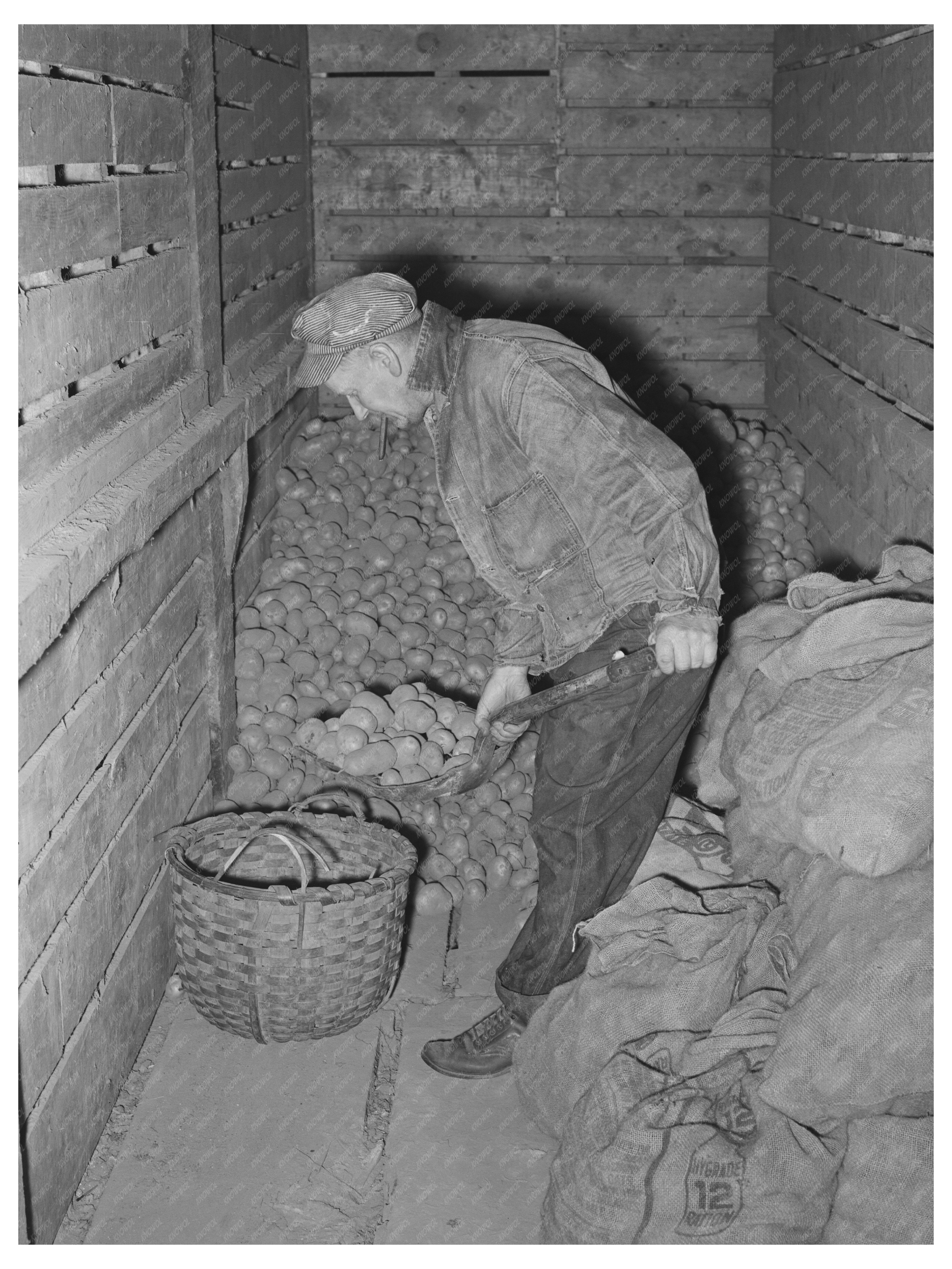 Weighing Seed Potatoes in Bradford Vermont 1939