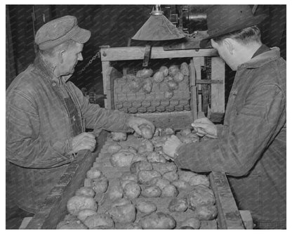 1939 Image of Workers Grading Potatoes in Vermont