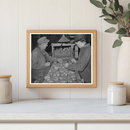 1939 Image of Workers Grading Potatoes in Vermont