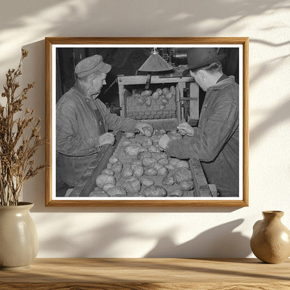 1939 Image of Workers Grading Potatoes in Vermont