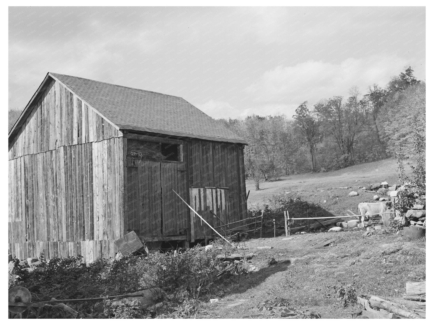 Barnyard Scene on Farm in Orange County 1939