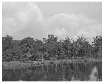 Moss-Covered Trees by Port of Houston Texas 1939