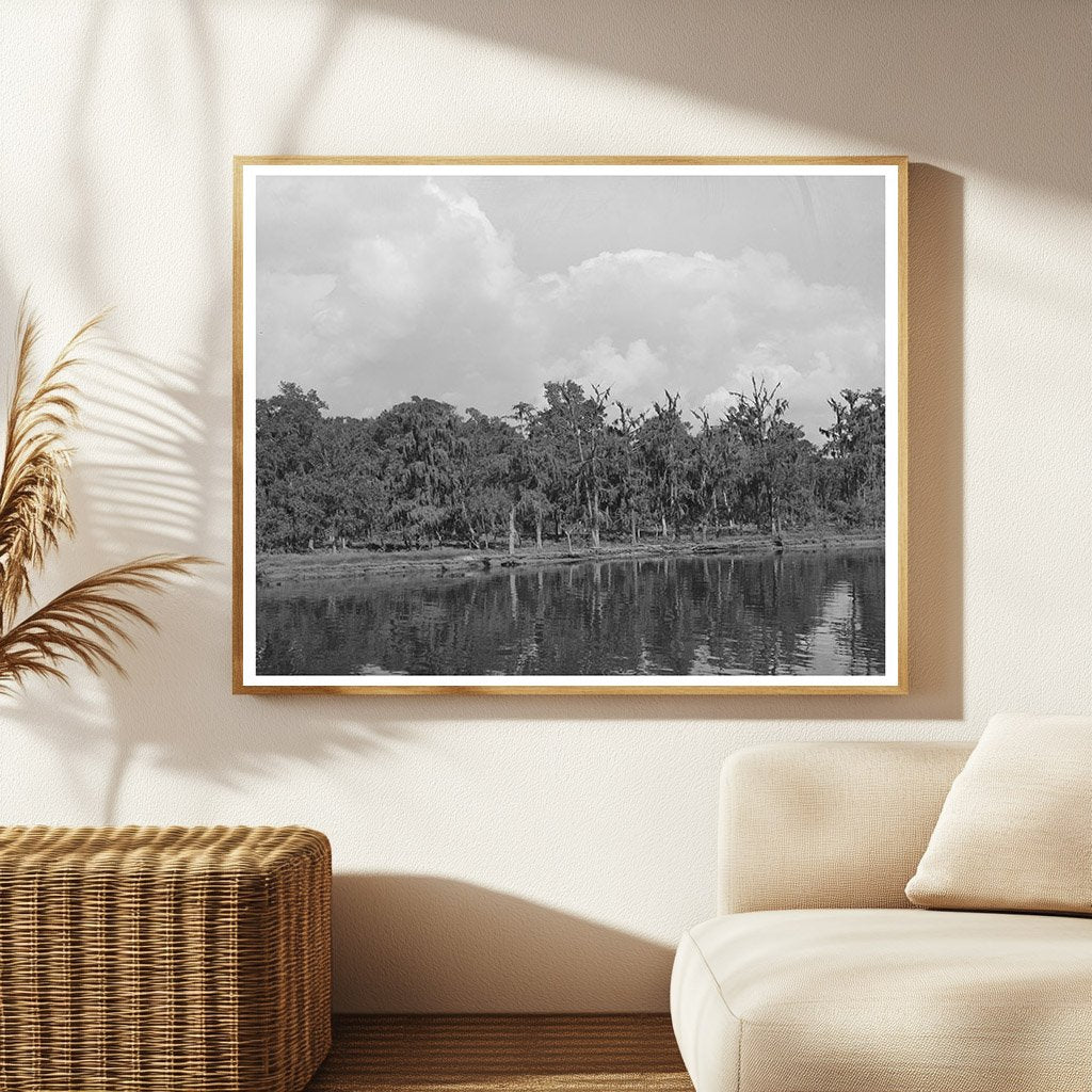 Moss-Covered Trees by Port of Houston Texas 1939