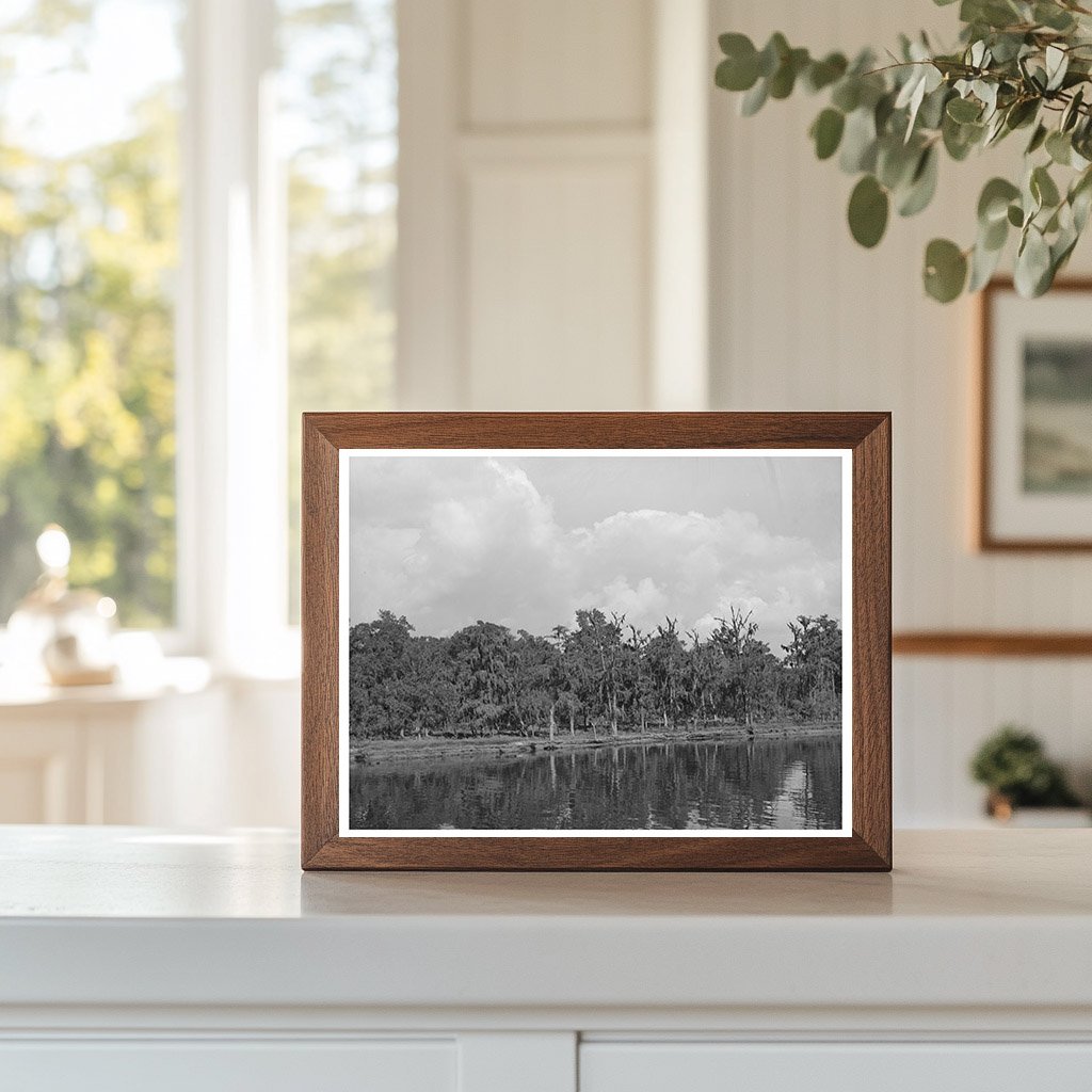 Moss-Covered Trees in Port of Houston Texas 1939
